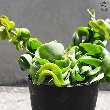 Amazon.co.jp: ITANSE ホヤ (桜ラン) ・カルノーサ